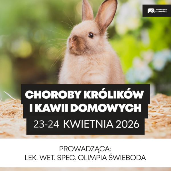 1200x1200 choroby Warsztaty weterynaryjne „Choroby królików i kawii domowych”, 23-24 kwietnia 2026