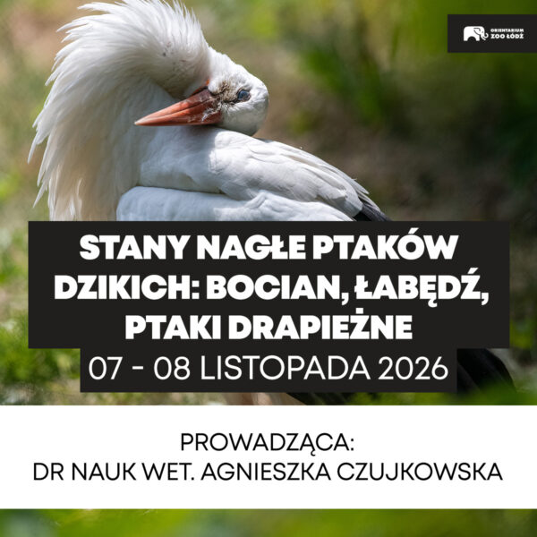 1200x1200_7 Stany nagłe ptaków dzikich: bocian, łabędź, ptaki drapieżne - 07-08.11