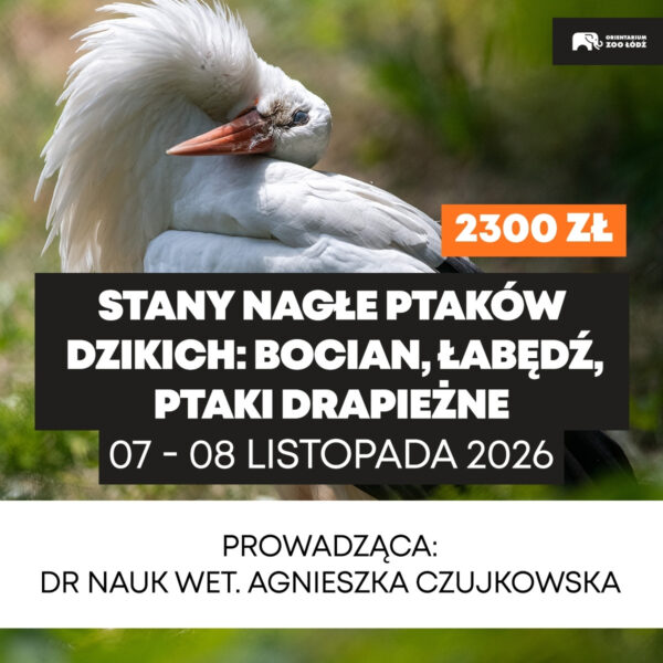 Stany nagłe ptaków dzikich: bocian, łabędź, ptaki drapieżne - 07-08.11